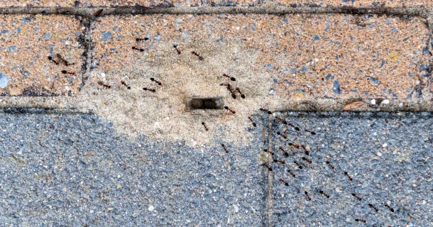Mierenplaag in huis of op het terras? Bestrijd ze tijdig! Thumb