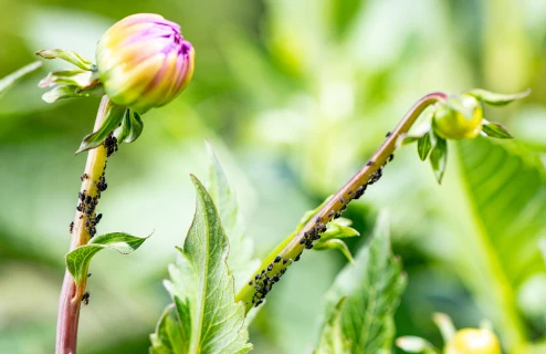 Bladluizen op je rozen en sierplanten bestrijden Thumb