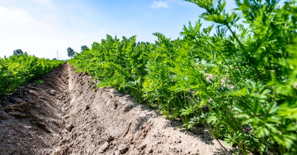 DCM ECOR® de 100% organische meststoffen voor de biologische land- en tuinbouw. Thumb