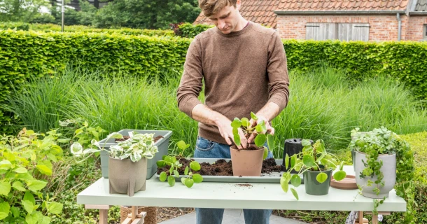 Hoe verpot ik mijn kamerplant? Thumb