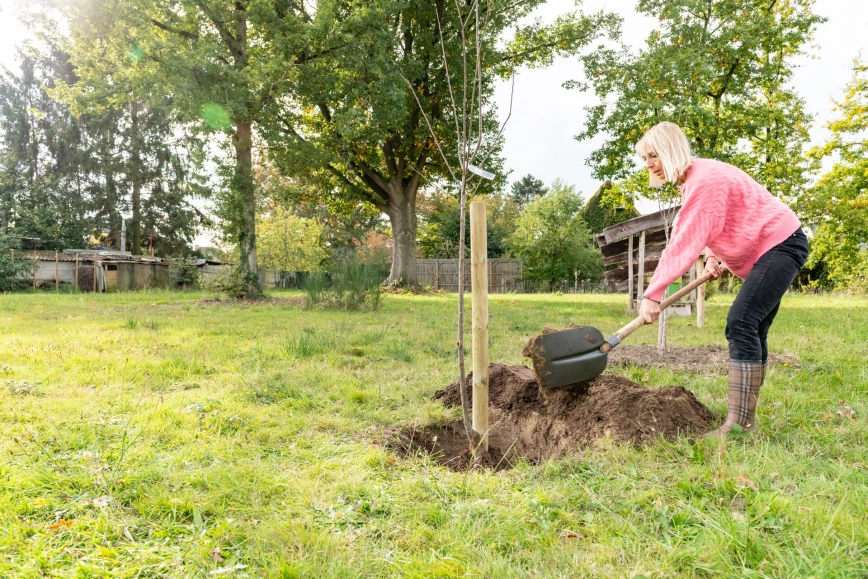 Bomen en fruitbomen planten: wanneer en hoe? Thumb