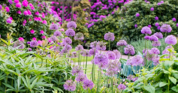 Zuurminnende of kalkminnende planten? Verbeter de bodem volgens hun noden Thumb