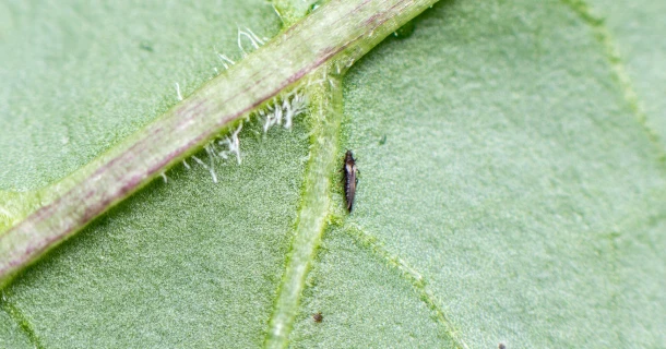 Trips natuurlijk bestrijden met aaltjes Thumb