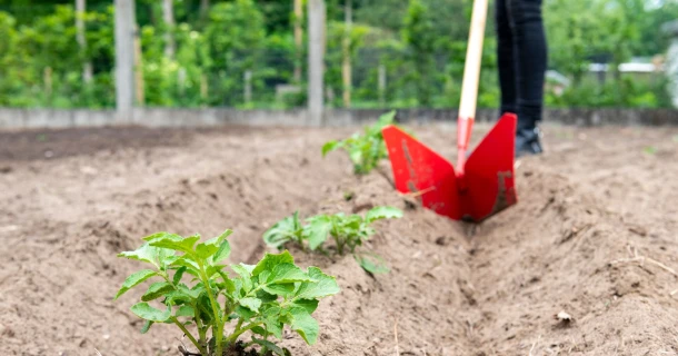 Aardappelen planten, aanaarden en bemesten in de moestuin Thumb