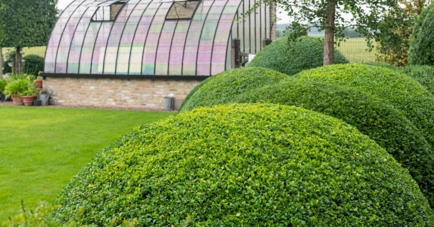 Buxus snoeien voor een compacte groei Thumb
