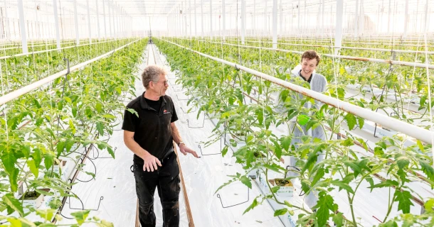 Burg Tomaten wint strijd tegen PepMV dankzij PMV-01 vaccinatie van DCM Thumb