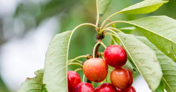 Gaatjes in de bladeren van je prunus? Thumb