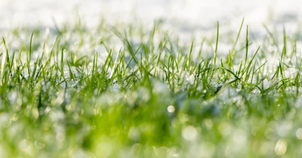 Vorst op komst? Bescherm je planten Thumb