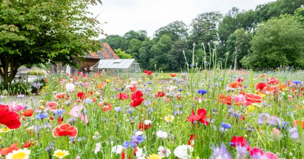 Zelf een mooie tuin aanleggen? Zo begin je eraan! Thumb