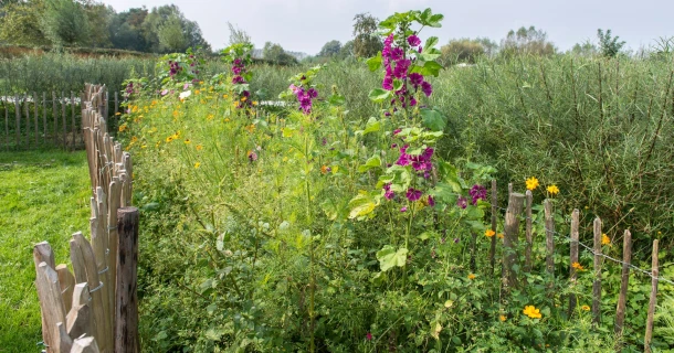 Lok vlinders naar je tuin met deze bloemen Thumb