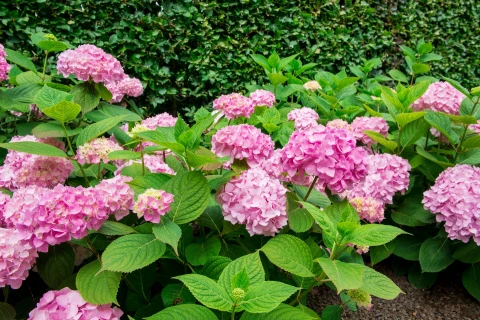 Hortensia’s verzorgen en bemesten: zo laat je ze stralen Thumb