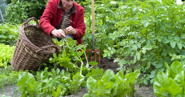 Laat ritnaalden je aardappeloogst niet vernielen Thumb