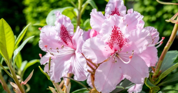 Hoe rododendrons, azalea’s en andere zuurminnende planten bemesten? Thumb