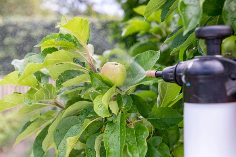 Voorkom schimmels op je planten, met spuitzwavel Thumb