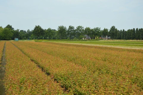 Betere opkomst en meer groei bij Acer palmatum met DCM VIVISOL® Thumb