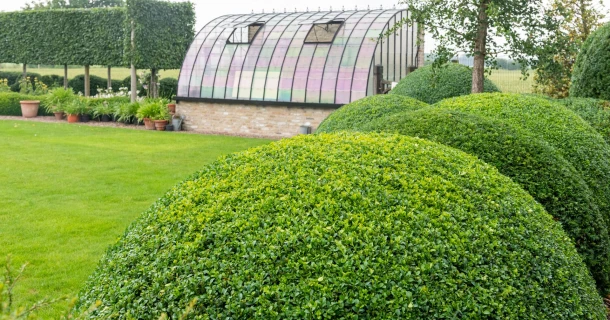 Verlos je buxus van de buxusbladvlo Thumb