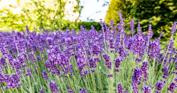 Lavendel planten, snoeien en verzorgen als een pro Thumb