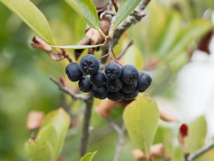 Betere opkomst bij Aronia melanocarpa met DCM VIVISOL® Thumb