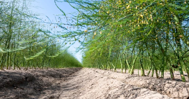 Van Lankveld Fruit en Asperges bemest efficiënt met DCM MIX 5 Thumb