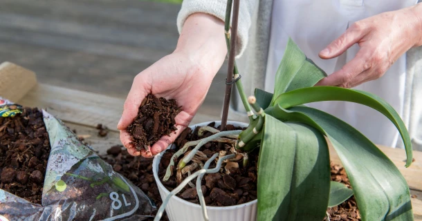 Orchideeën verpotten en verzorgen: tips voor een lange bloei Thumb