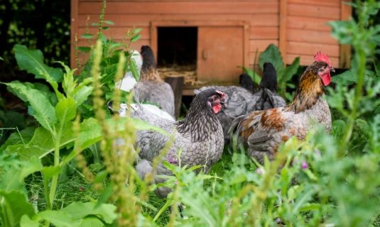 Kippen in de tuin? Zo houd je ze blij en gezond Thumb