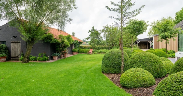 Buxus planten in volle grond - 5 stappen Thumb