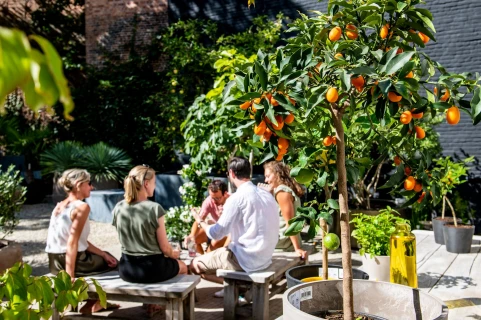 Hoe verzorg je olijven, vijgen en citrusbomen op je terras? Thumb