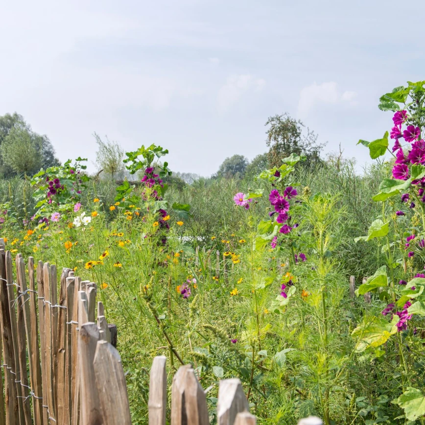 Trek nuttige insecten aan door bloemen te zaaien Thumb