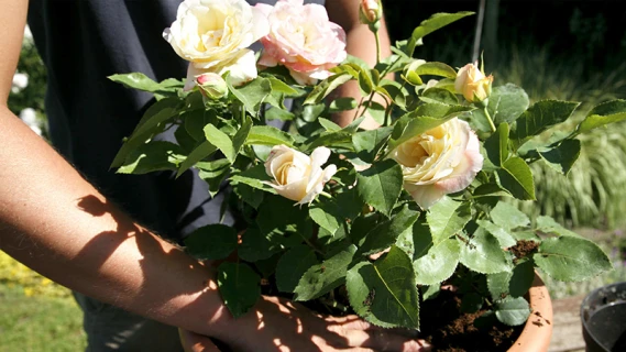 Rozen planten in potten Thumb