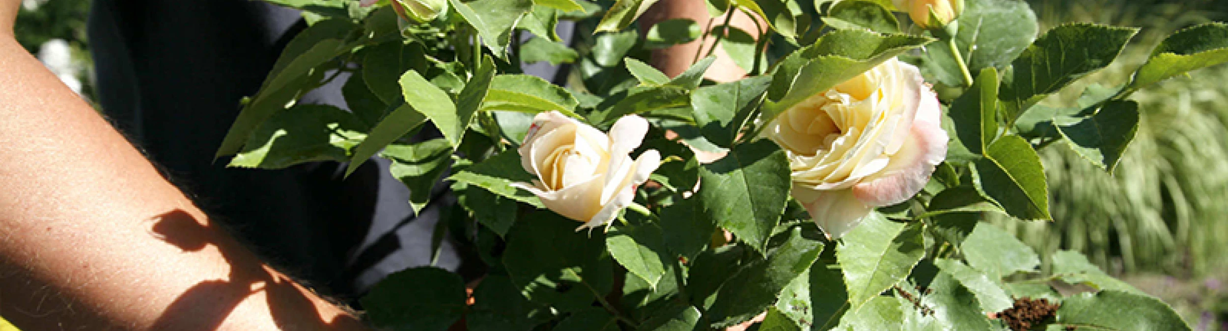 Header image alt