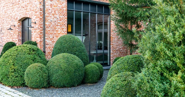 Buxus bemesten en onderhouden met kalk Thumb