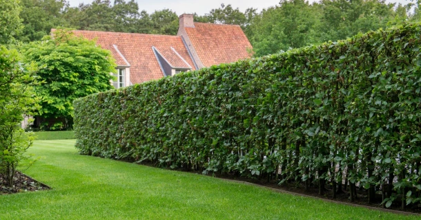 Een haag, klimop of tuinscherm: wat kiezen voor je tuin? Thumb