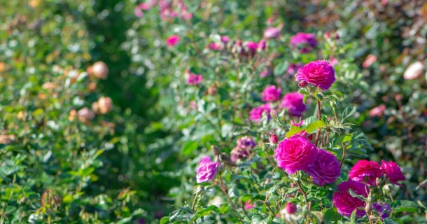 Betere planten bij de containerteelt van rozen met DCM organische meststoffen Thumb