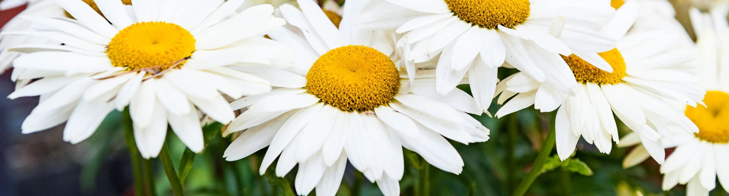 Header image alt