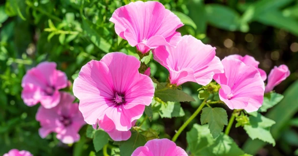 Verzorging van de hibiscus in de tuin of op het terras Thumb