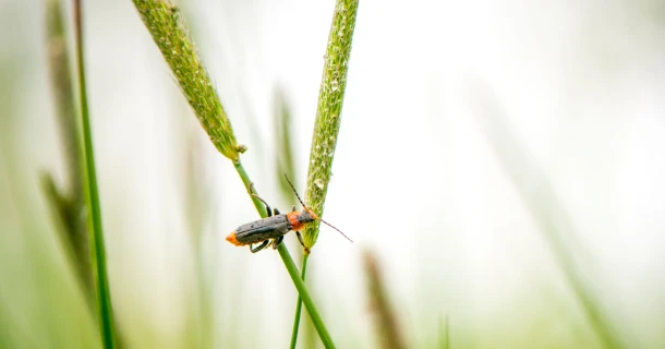 Herken de insecten in je tuin en bescherm je planten Thumb