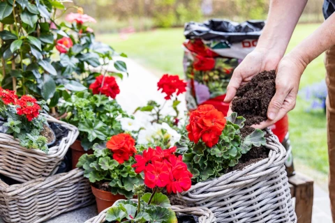 Kwalitatieve potgrond voor perkplanten - DCM Potgrond Geraniums & Bloeiende planten Thumb