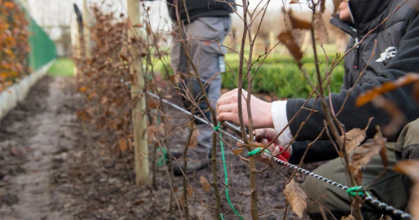 Opvallend betere startgroei van haagbeuk Carpinus betulus met DCM VIVIMUS® Thumb