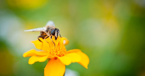 DCM Garden Care: waarschuwingssysteem voor plantenziekten en plagen. Thumb