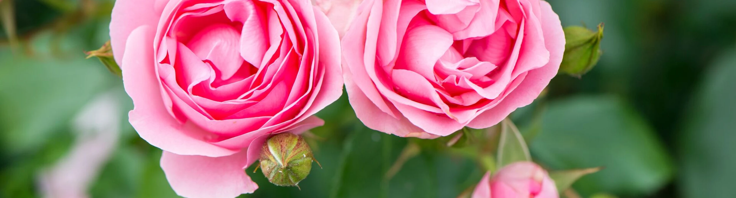 Header image alt