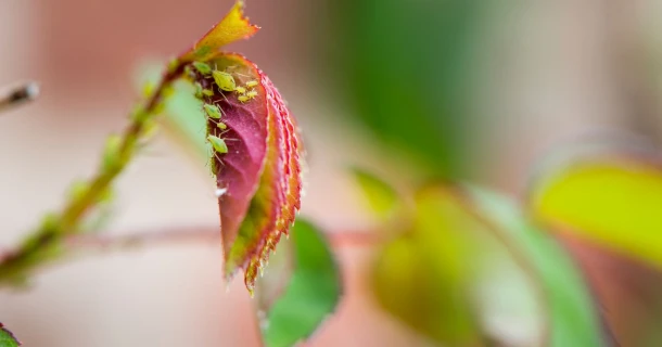 DCM Naturapy®, voor en door de natuur Thumb