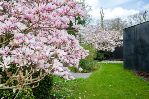 Elke lente een zee van bloemen? Zo kies en verzorg je je magnolia. Thumb