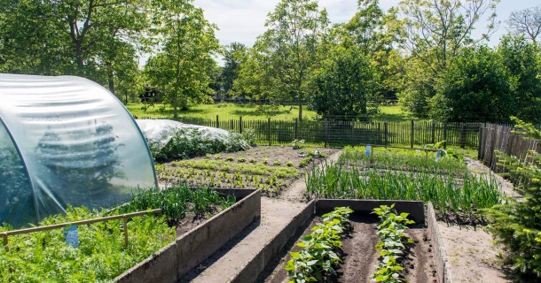 Waarom kalk strooien in je moestuin? Thumb