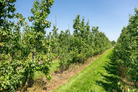 DCM Leafgel® NK: een doorbraak in duurzame plantenvoeding voor land- en tuinbouw Thumb