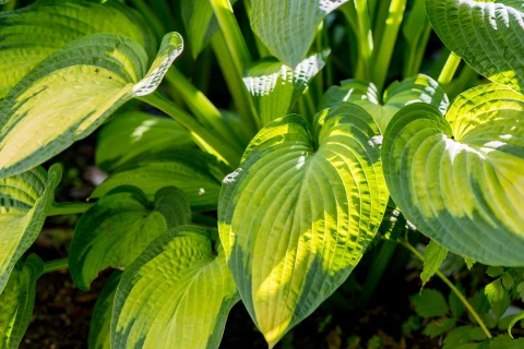 Stralende hosta’s? Zo verzorg je ze én bescherm je ze tegen de slakken. Thumb