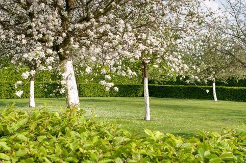 DCM OMBRA® Graszaadmengsel om gras onder een boomgaard in te zaaien Thumb