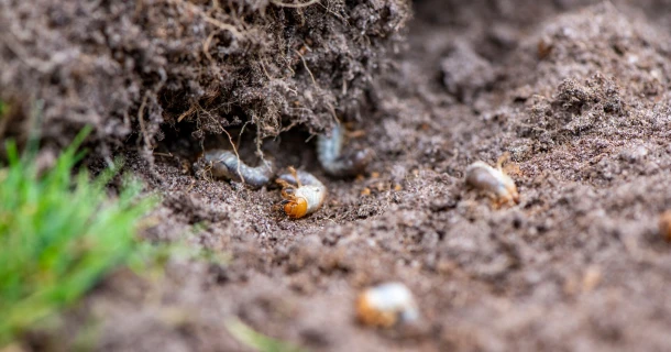 Engerlingen in gazon bestrijden, met respect voor de natuur Thumb