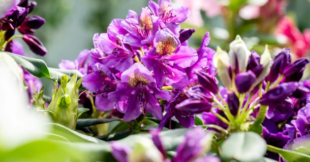 Rhododendrons en andere zuurminnende planten: zo laat je ze stralen! Thumb