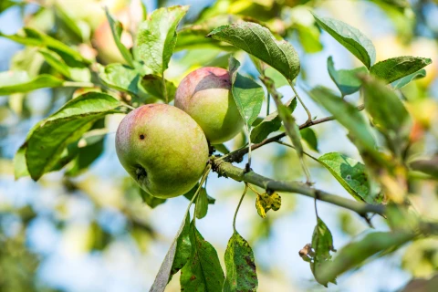 De fruitmot effectief bestrijden Thumb