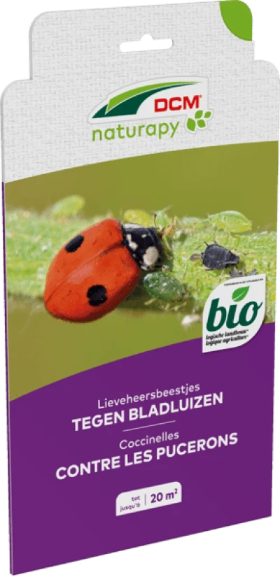 Lieveheersbeestjes tegen bladluizen in de sier- en moestuin thumbnail